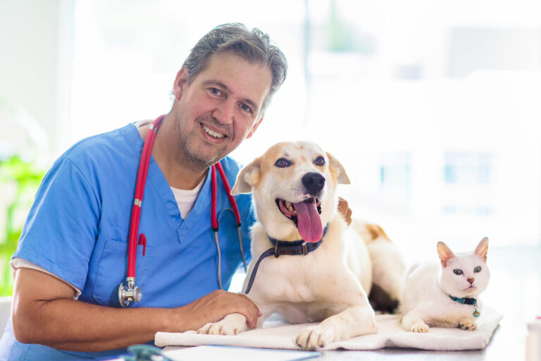 Vet,Examining,Dog,And,Cat.,Puppy,And,Kitten,At,Veterinarian